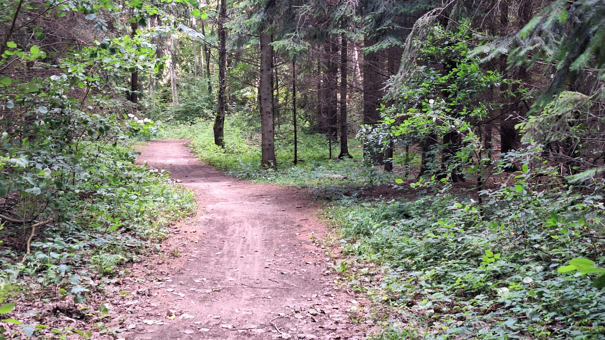 Rozalimo miško takas (5km žygis)